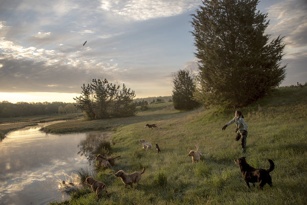 Chesapeake Bay Retrievers